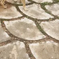 dog|سگ|شیراز, گلستان|دیوار