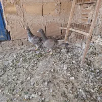 کبوتر|پرنده|تاکستان, |دیوار