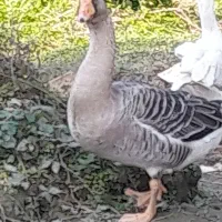 غوقاز وغاز دورگ نر موجوده|حیوانات مزرعه|چالوس, |دیوار