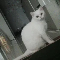 گربه‌ی خانگی گم شده محدوده‌ی کوی جهاد