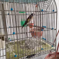 سهره جوجه قفس