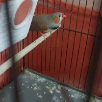 فنچ کینگ|پرنده|تهران, یافت‌آباد|دیوار