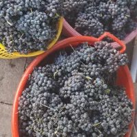 انگورسردشت