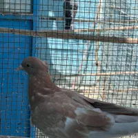 کبوتر جوجه زردی کاکلی|پرنده|کرج, پیشاهنگی|دیوار