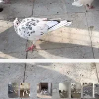 کبوتر گمشده