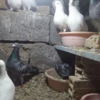 کبوتر|پرنده|تبریز, |دیوار