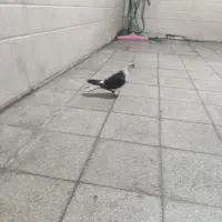 کفتر|پرنده|قم, شهرک امام حسن|دیوار