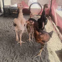 جوجه اوشامو، حجازی