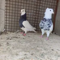 طوقی|پرنده|زرقان, |دیوار