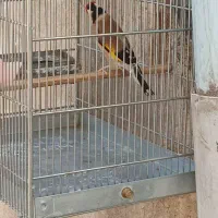سره نر مست
