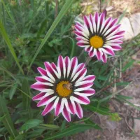 سیم کارت اعتباری شماره رند