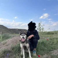 سگ هاسکی