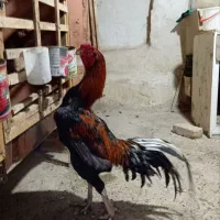 خروس لاری اصیل
