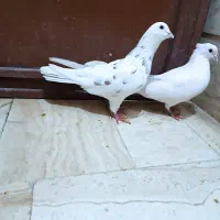 کفتر رباط کریم|پرنده|رباط‌کریم, رباط‌کریم|دیوار