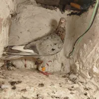 کبوتر هفت رنگ|پرنده|بوئین زهرا, |دیوار