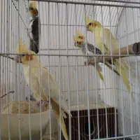 عروس جفت با بچه ها