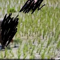 کاشت برنج