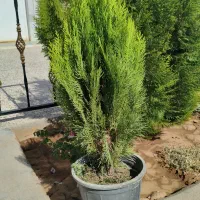 کامیس عمده فقط