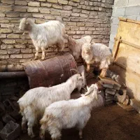 گوسفند زنده|حیوانات مزرعه|رباط‌کریم, رباط‌کریم|دیوار