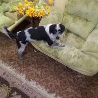 واگذاری سگ شیتزو رایگان|سگ|مهریز, |دیوار