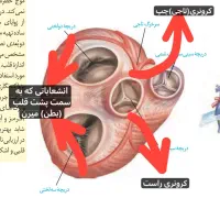تدریس تخصصی زیست توسط دکتر شاهینی|خدمات آموزشی|تهران,  امام زاده قاسم (نیاوران)|دیوار