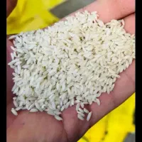 برنج عنبر بو جنوب بشرط ۳۳۰۰
