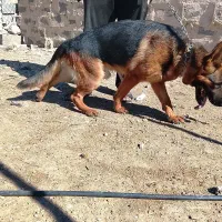 ژرمن کلاسA فوق حرفه ای