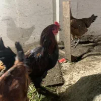 خروس محلی و خروس لاری|حیوانات مزرعه|گرگان, |دیوار