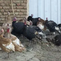 بوقلمون و غاز ارگانیک