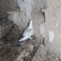 کبوتر|پرنده|جهرم, |دیوار