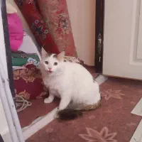 وگذاری گربه نژاد دار - رایگان|گربه|زنجان, |دیوار