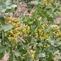 پسته دست چین ارگانیک صادراتی
