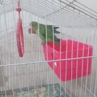 عروس هلندی مولد وجوجه|پرنده|زند, |دیوار