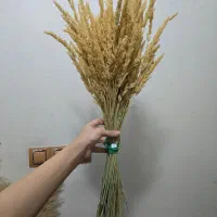 گیاه خشک طبیعی پامپاس با ارسال را یگان|گل مصنوعی|دورود, |دیوار