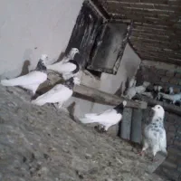 طوقی هفت رنگ