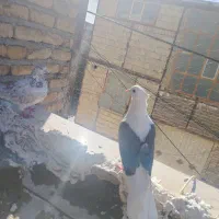 کفتر|پرنده|اصفهان, ارزنان|دیوار