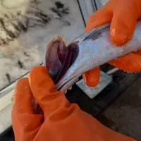 ماهی ومیگو هفت دریا فرهنگ شهر