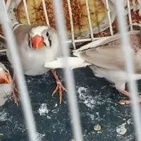فنچ ماده
