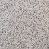 جو بذری سهند