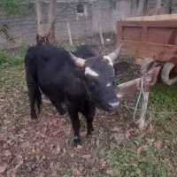 ۳ راس ورزا فروشی