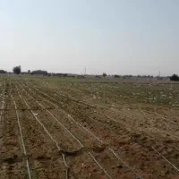 ۴ هکتار زمین با ۶ ساعت آب ک ۲ هکتارش آماده کشت هست|فروش دفتر صنعتی، کشاورزی، تجاری|جازموریان, |دیوار