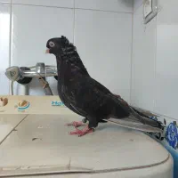 سلام چند جفت کفتر بفروش میرسد|پرنده|میاندوآب, |دیوار