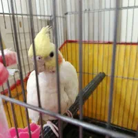 جوجه عروس هلندی