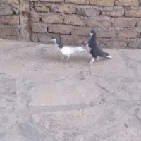 ی جفت سیا پوش درشت