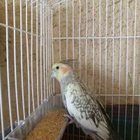 یک جفت عروس هلندی