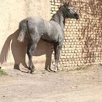 اسب