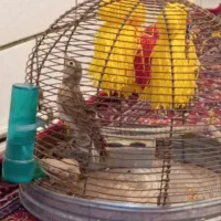 سهره خاکی و گلبسر|پرنده|کرمان, |دیوار