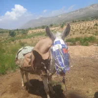 الاغ|حیوانات مزرعه|شیراز, داریون|دیوار