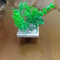 گیاه آکواریومی|ماهی|مشکیندشت, |دیوار