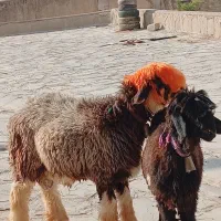بره کشتاری